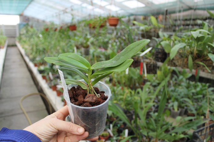 Thrixspermum leucarachne.jpg