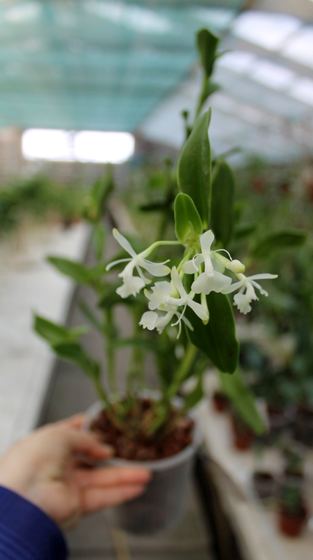 Epidendrum difforme white.jpg