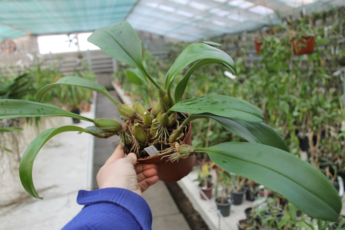 Bulbophyllum dearei x lobbii.jpg