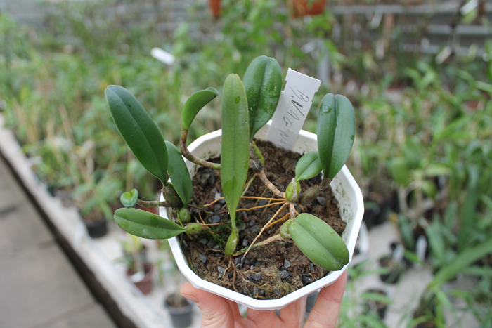 Bulbophyllum vaginatum.jpg
