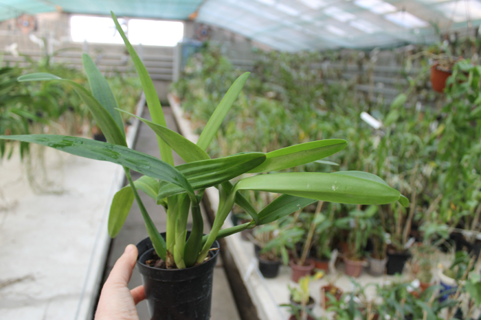 Epidendrum brassavolae.jpg