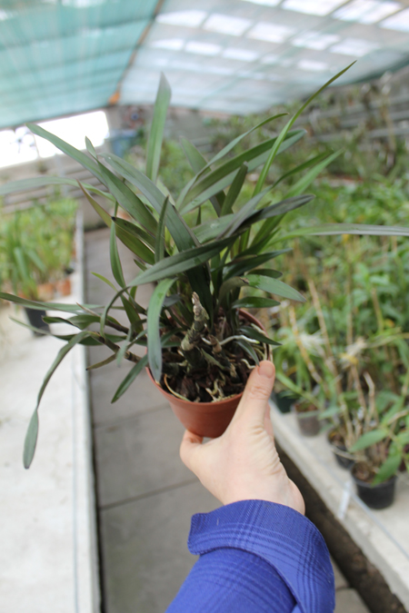 Epidendrum floribundum.jpg