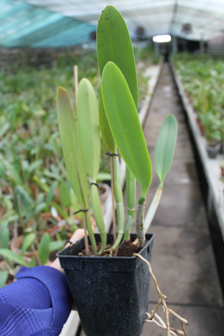 Cattleya lueddemanniana (coerulea 'Mariauxi' x tipo) x lueddemanniana coerulea 'Tania'.jpg