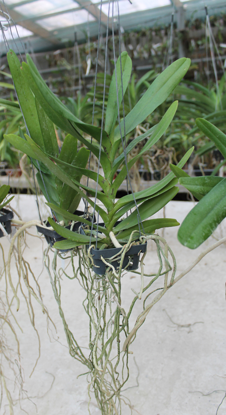 Aerides houlletiana.jpg