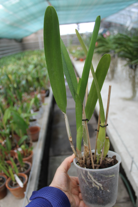 Laelia purpurata atropurpurea (rubra) 'Black' x SELF.jpg