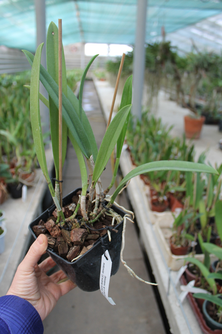 Brassocattleya Saint Andre (Cattleya dowiana aurea x Brassavola nodosa).jpg