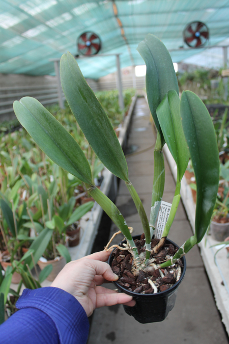 Rhyncholaeliocattleya Suriyon Sunset.jpg