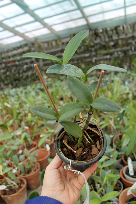 Cattleya intermedia coerulea aquini flamea 'AWZ' x Cattleya intermedia aquinii coerulea 'AP'.jpg