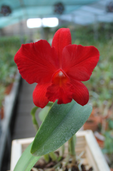 Hawkinsara Red Devil.jpg