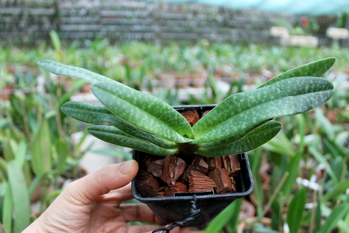 Paphiopedilum Daisy Barclay (rothschildianum x leucochilum).jpg
