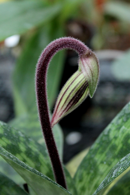 Paphiopedilum Maudiae vinicolor.jpg