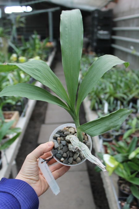 Catasetum pileatum 'Oro Verde'.jpg