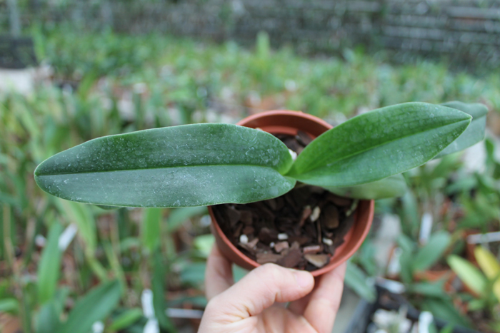Paphiopedilum hangianum.jpg