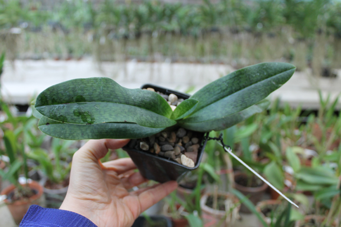 Paphiopedilum Shun-Fa Golden.jpg