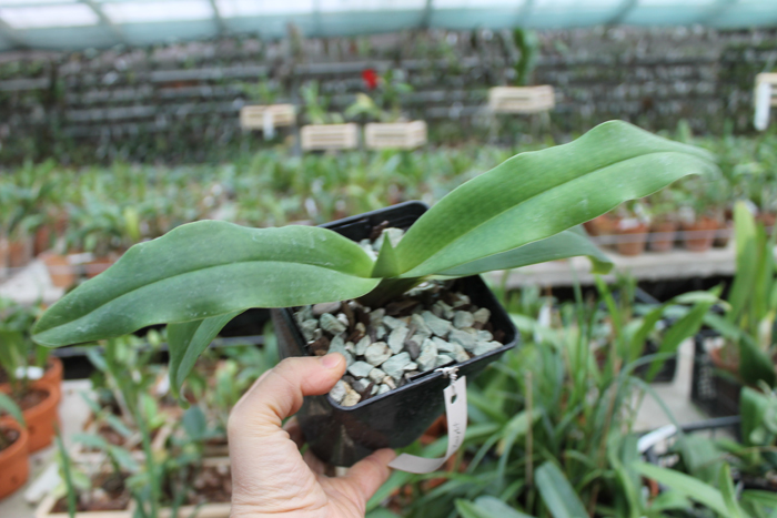 Paphiopedilum Hung Sheng Knight (moquetteanum x hangianum).jpg