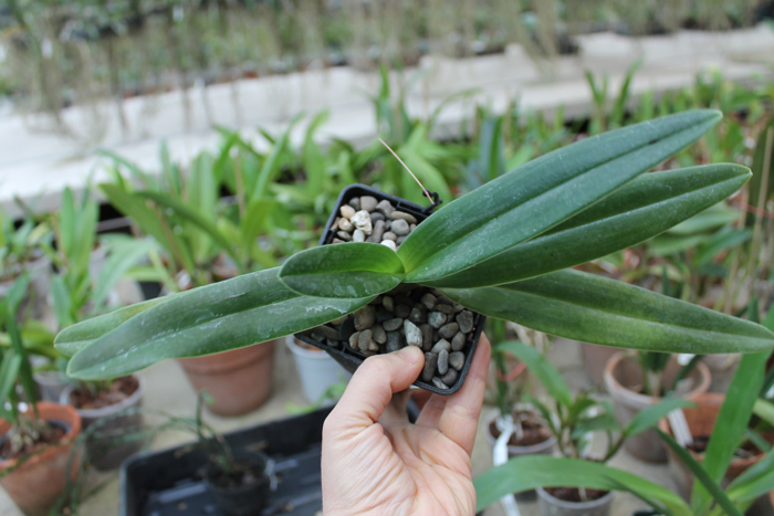 Paphiopedilum hangianum x anitum.jpg