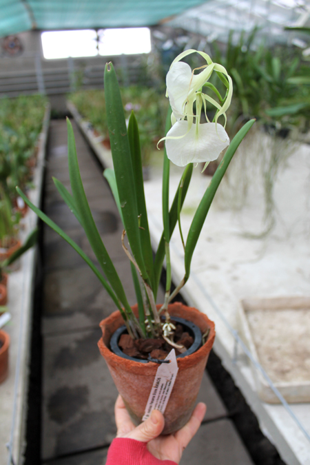 Brassavola nodosa 'Panama Soiree'.jpg