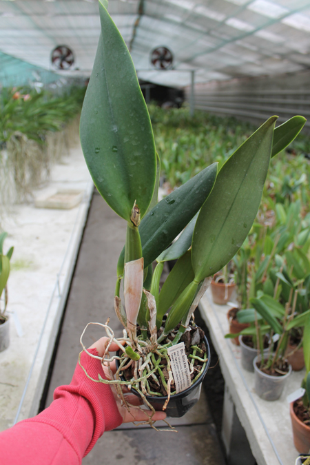 Brassolaeliocattleya Alma Kee 'Tipmalee'.jpg