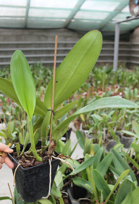 Cattleya warneri concolor 'HI' x Cattleya warneri venosa suave.jpg