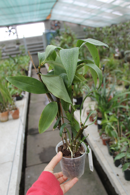 Dendrobium thyrsiflorum.jpg