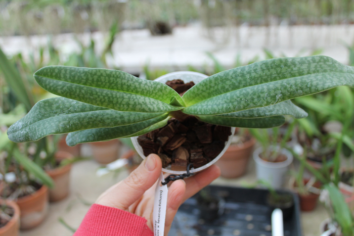 Paphiopedilum Daisy Barclay (rothschildianum x leucochilum).jpg