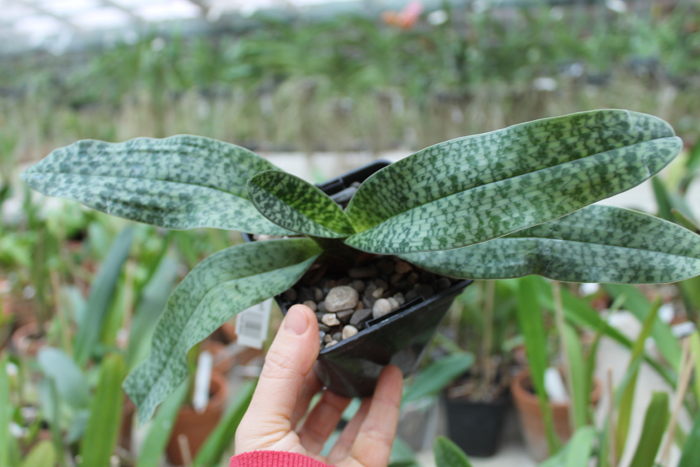 Paphiopedilum concolor x liemianum.jpg