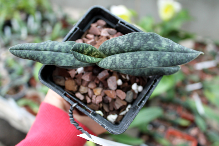 Paphiopedilum Norito Hasegawa.jpg