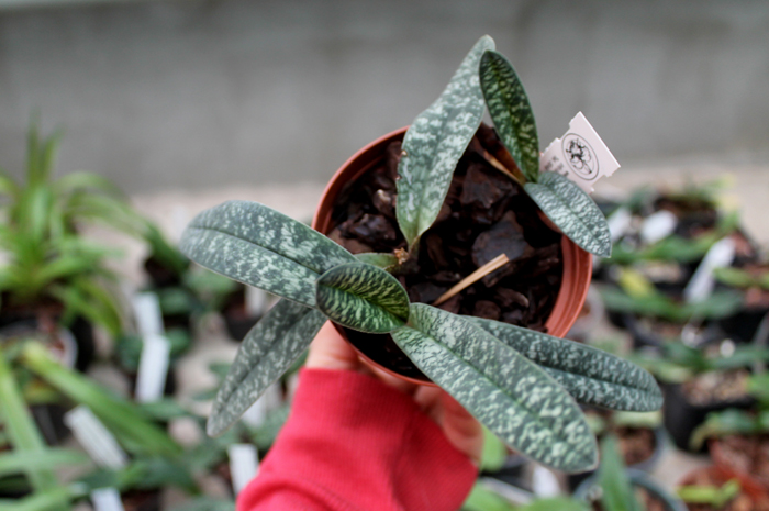 Paphiopedilum armeniacum.jpg