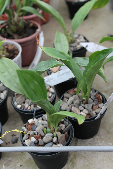 Schlimmia condorana.jpg