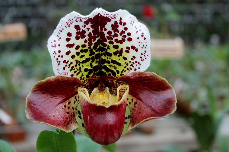 Paphiopedilum Arafura Sea x New Generation.jpg