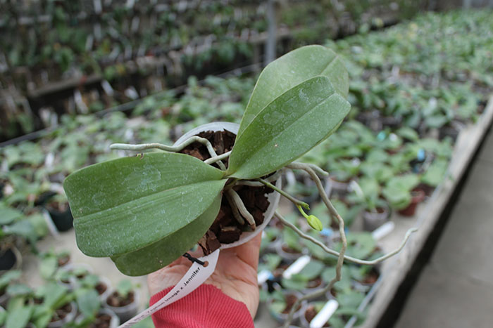 Phalaenopsis Yaphon Image x Jennifer Palermo.jpg