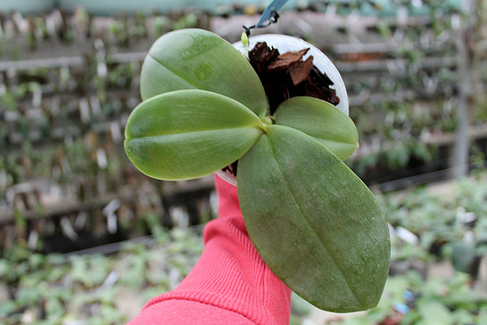Phalaenopsis Yaphon Goodboy x gigantea.jpg