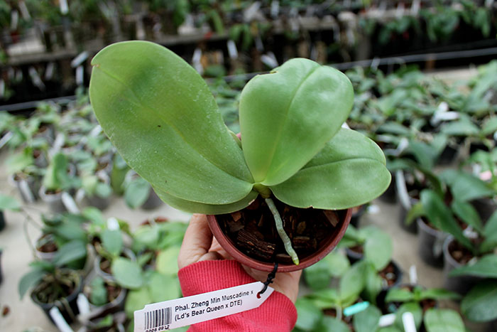 Phalaenopsis Zheng Min Muscadine x (Ld's Bear Queen x DTE).jpg