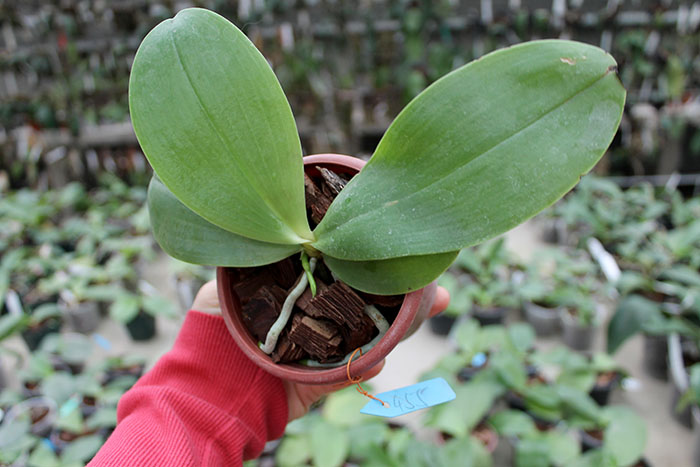 Phalaenopsis Yaphon Red Jewel x Ld's Bear King.jpg