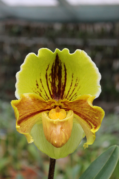 Paphiopedilum Lippewunder.jpg