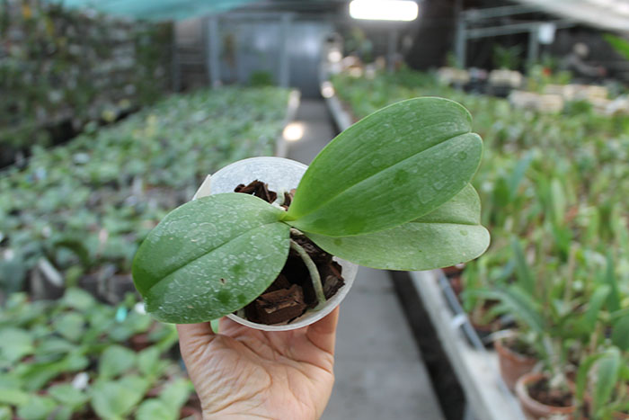 Phalaenopsis Yaphon Goodboy x Ld's Bear Queen.jpg