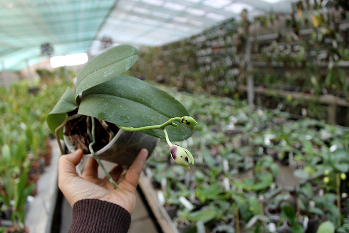 Phalaenopsis gigantea x Golden Peoker 'BL'.jpg