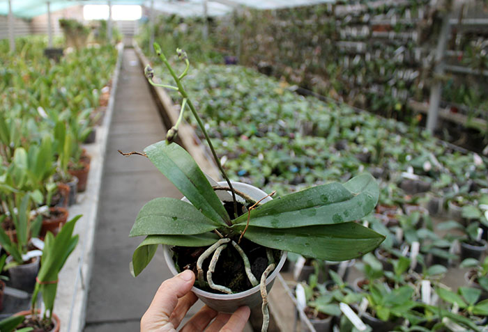 Phalaenopsis mannii.jpg