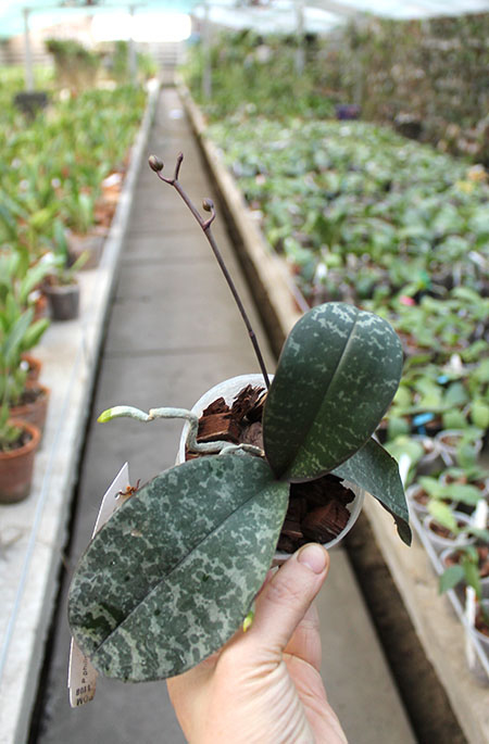 Phalaenopsis philippinensis '#1' x philippinensis 'Brother'.jpg