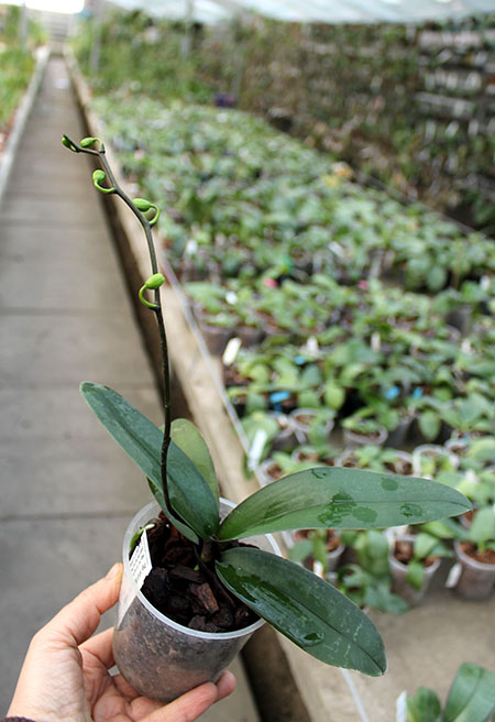 Phalaenopsis stuartiana var nobilis.jpg