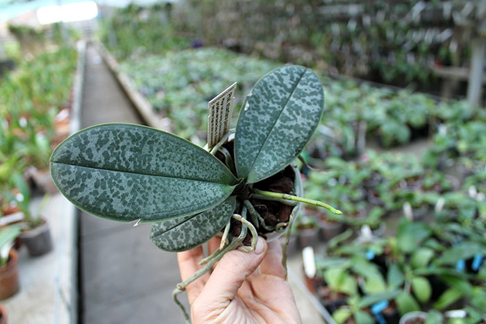 Phalaenopsis stuartiana punctatissima.jpg