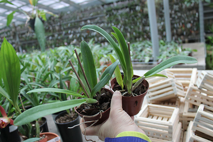 Cattleya trianae concolor.jpg