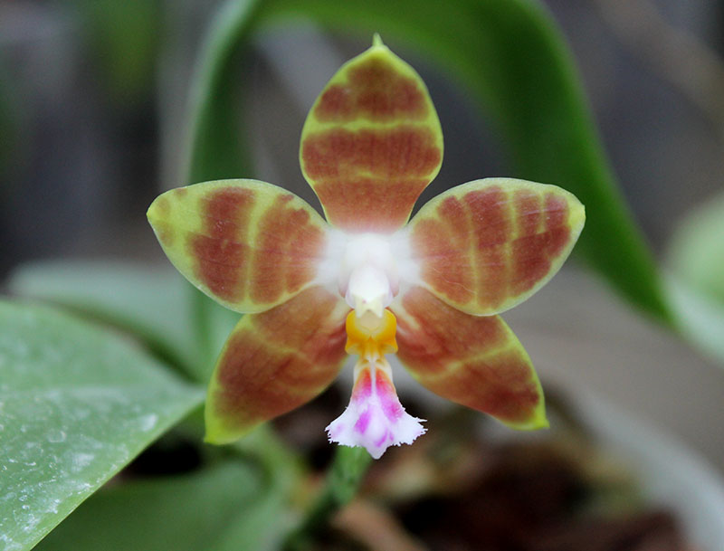 Phalaenopsis amboinensis 'Yung Ho' x Phalaenopsis venosa 'Dark Red'.jpg