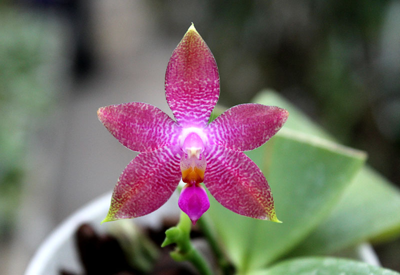 Phalaenopsis Ld's Bear King x violacea indigo.jpg