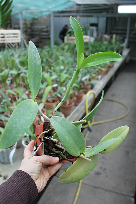 Cattleya Walkerinter coerulea.jpg