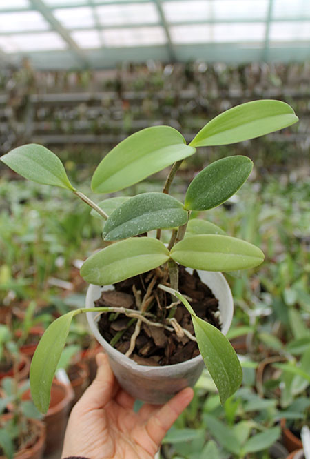 Cattleya intermedia orlata marginata coerulea 'AWZ' x Cattleya intermedia coerulea aquini flamea 'AWZ'.jpg