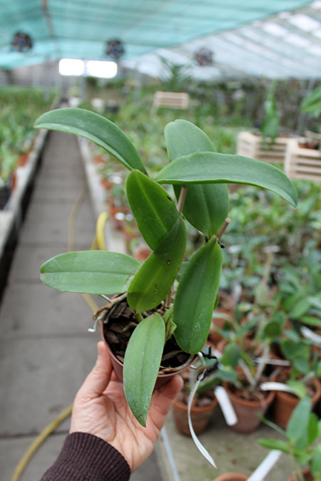 Cattleya amethystoglossa dark spots x sib.jpg