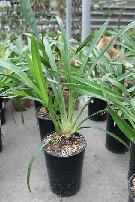 Cymbidium Kiwi Midnight.jpg