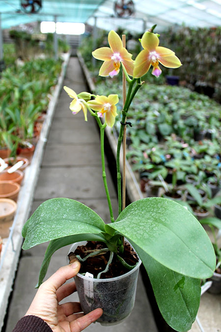 Phalaenopsis Lioulin Moon x bellina blue.jpg