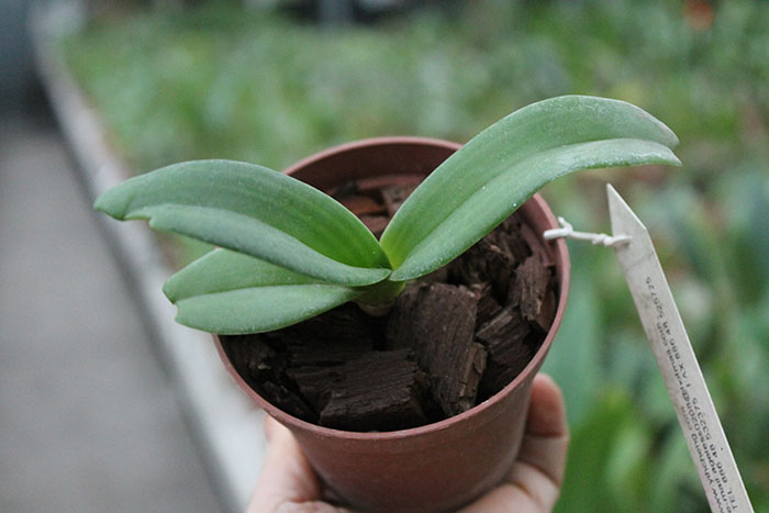 Rhynchostylis gigantea white.jpg